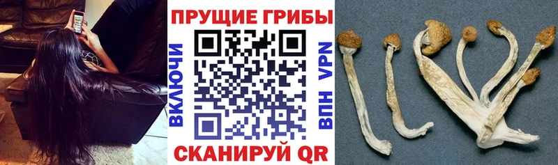 закладка  Шилка  Галлюциногенные грибы Magic Shrooms 